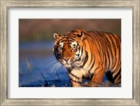Framed Bengal Tiger, India