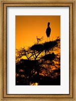 Framed Silhouette of Painted Stork, Keoladeo National Park, Rajasthan, India