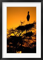 Framed Silhouette of Painted Stork, Keoladeo National Park, Rajasthan, India