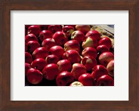 Framed India, Ladakh, Leh. Apples at market in Lamayuru