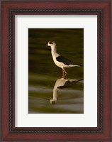 Framed Black-winged stilt bird, INDIA