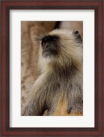 Framed Hanuman Langur primate, Ranthambhore NP, Rajasthan INDIA