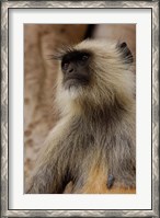 Framed Hanuman Langur primate, Ranthambhore NP, Rajasthan INDIA