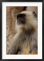 Framed Hanuman Langur primate, Ranthambhore NP, Rajasthan INDIA