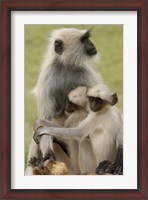 Framed Hanuman Langurs monkeys, Jodhpur, Rajasthan
