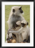 Framed Hanuman Langurs monkeys, Jodhpur, Rajasthan