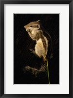 Framed Northern Palm Squirrel, Bharatpur NP, Rajasthan. INDIA