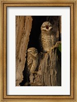Framed Pair of Spotted Owls, Bharatpur NP, Rajasthan. INDIA