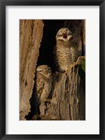 Framed Pair of Spotted Owls, Bharatpur NP, Rajasthan. INDIA