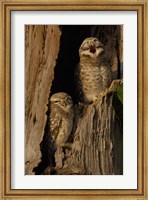 Framed Pair of Spotted Owls, Bharatpur NP, Rajasthan. INDIA