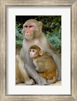 Framed Rhesus Macaque monkey with baby, Bharatpur National Park, Rajasthan INDIA