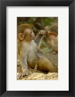 Framed Rhesus Macaque, Bharatpur National Park, Rajasthan INDIA