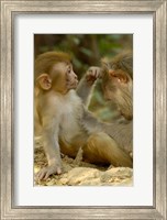 Framed Rhesus Macaque, Bharatpur National Park, Rajasthan INDIA