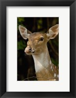 Framed Spotted Deer wildlife, Bharatpur, Keoladeo Ghana, INDIA