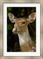 Framed Spotted Deer wildlife, Bharatpur, Keoladeo Ghana, INDIA