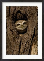 Framed Spotted Owlet bird in a tree, Bharatpur NP, Rajasthan. INDIA