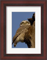 Framed Spotted Owlet bird, Bharatpur NP, Rajasthan. INDIA
