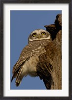 Framed Spotted Owlet bird, Bharatpur NP, Rajasthan. INDIA