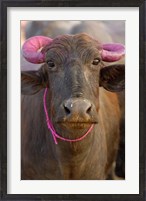 Framed Water buffalo, Diwali Hindu festival, Rajasthan, India
