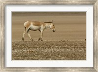 Framed Asiatic Wild Ass, Donkey, Gujarat, INDIA