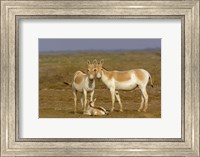 Framed Group of Asiatic Wild Ass,  Gujarat, INDIA