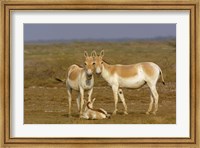 Framed Group of Asiatic Wild Ass,  Gujarat, INDIA