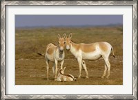 Framed Group of Asiatic Wild Ass,  Gujarat, INDIA