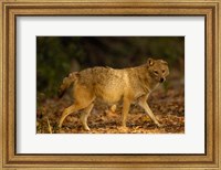 Framed Golden Jackal wildlife, Bharatpur NP, Rajasthan. INDIA