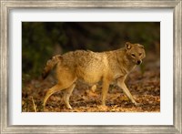 Framed Golden Jackal wildlife, Bharatpur NP, Rajasthan. INDIA
