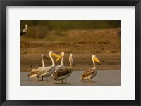 Framed Great White Pelican bird, Velavadar, Gujarat, SW INDIA