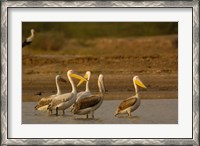 Framed Great White Pelican bird, Velavadar, Gujarat, SW INDIA