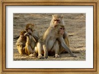 Framed Group of Rhesus Macaques, Bharatpur NP, Rajasthan, INDIA