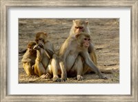 Framed Group of Rhesus Macaques, Bharatpur NP, Rajasthan, INDIA