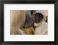 Framed Hanuman Langur monkey feeding, Ranthambhore NP, Rajasthan INDIA