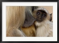 Framed Hanuman Langur monkey feeding, Ranthambhore NP, Rajasthan INDIA