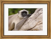 Framed Hanuman Langur monkey, Mandore, Rajasthan. INDIA