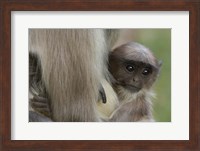 Framed Hanuman Langurs baby monkey, Mandore, Rajasthan. INDIA