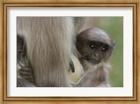 Framed Hanuman Langurs baby monkey, Mandore, Rajasthan. INDIA