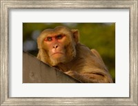 Framed Rhesus Macaque, Bird, Bharatpur. Rajasthan. INDIA