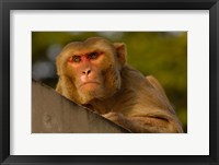 Framed Rhesus Macaque, Bird, Bharatpur. Rajasthan. INDIA