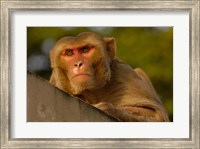 Framed Rhesus Macaque, Bird, Bharatpur. Rajasthan. INDIA