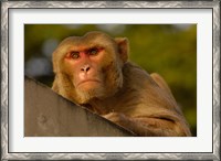 Framed Rhesus Macaque, Bird, Bharatpur. Rajasthan. INDIA