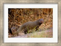 Framed Ruddy Mongoose, Ranthambhore NP, Rajasthan, INDIA