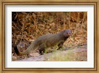 Framed Ruddy Mongoose, Ranthambhore NP, Rajasthan, INDIA