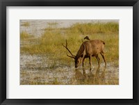 Framed Sambar Deer, Ranthambhore NP, Rajasthan, India
