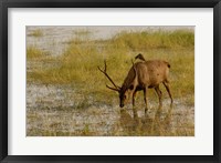 Framed Sambar Deer, Ranthambhore NP, Rajasthan, India