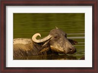 Framed Water buffalo, Wildlife, Bharatpur village, INDIA