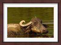Framed Water buffalo, Wildlife, Bharatpur village, INDIA