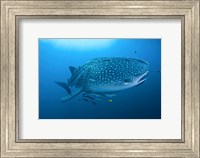 Framed Bay Whale shark and remoras