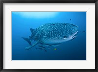 Framed Bay Whale shark and remoras